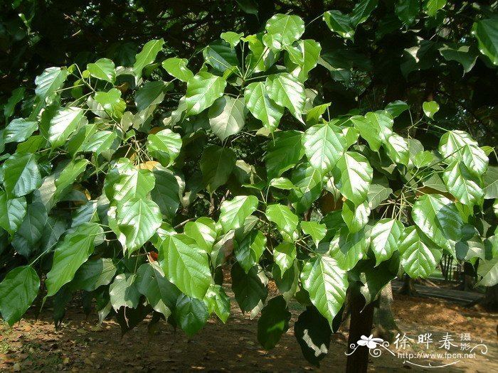 Burretiodendron hsienmu